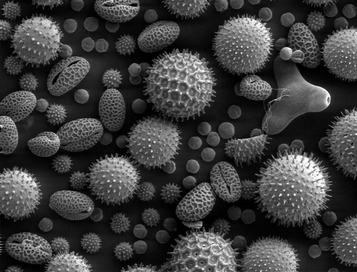 Microscopic pollen enlarged