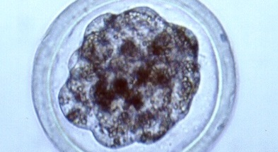 Bovine compact morula embryo