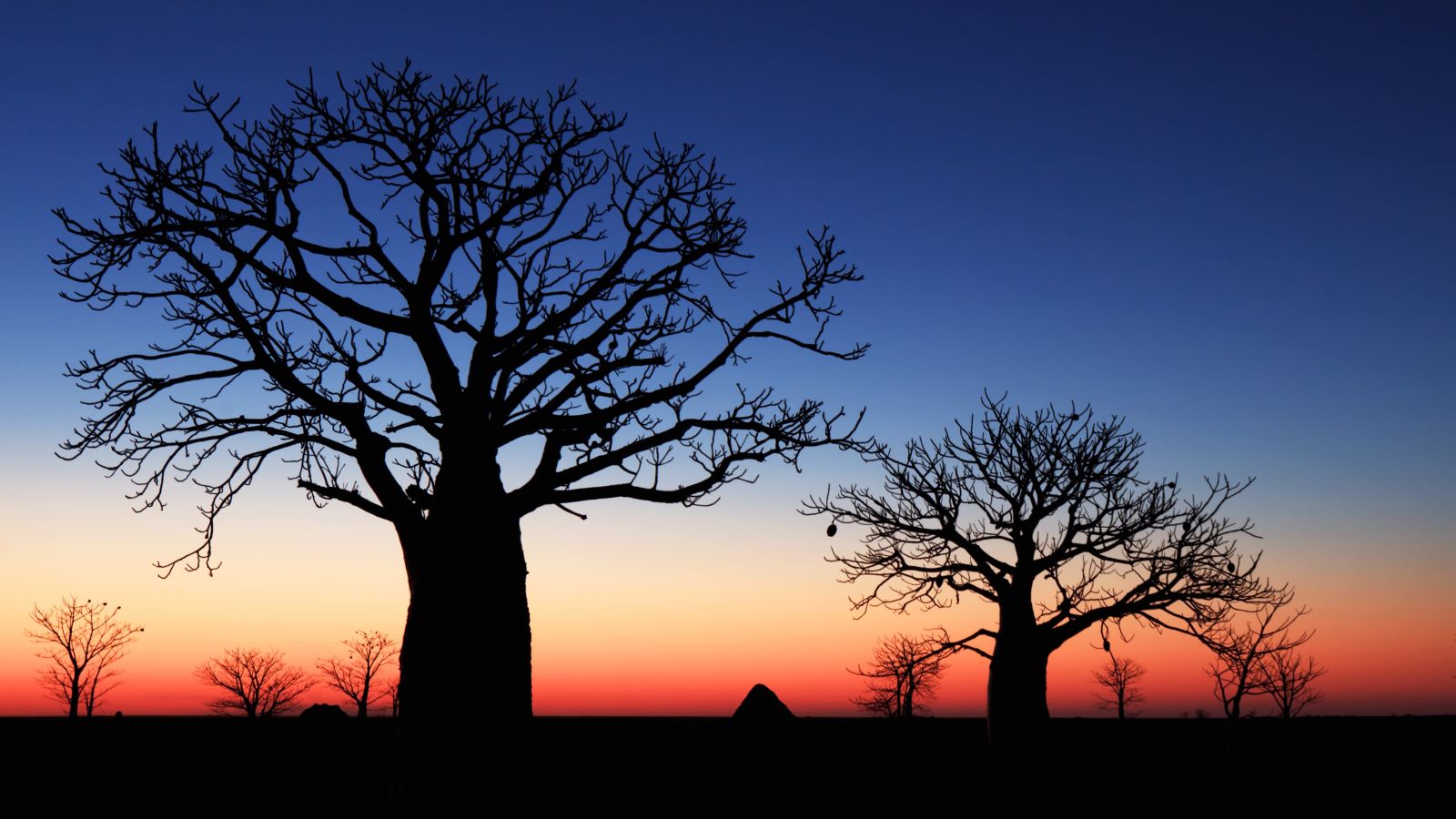 boab tree mudflats australia national science and researc priorities